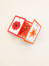 Ladda upp bild till gallerivisning, Rainbows in Bloom